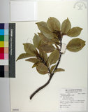 中文名:土沉香(S089043)學名:Excoecaria agallocha L.(S089043)英文名:Milky Mangrove, Blinding Tree
