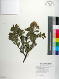 中文名:鯽魚膽(S091164)學名:Pluchea indica (L.) Less.(S091164)中文別名:闊苞菊英文名:Indian pluchea