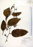 中文名:糙莖菝契(S091414)學名:Smilax bracteata C. Presl var. verruculosa (Merr.) T. Koyama(S091414)中文別名:疣枝菝契英文名:Verrucose Greenbrier拉丁同物異名:Smilax bracteata Presl subsp. verruculosa (Merr.) T. Koyama