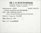 中文名:麥氏鐵線蓮(S091519)學名:Clematis meyeniana Walp.(S091519)