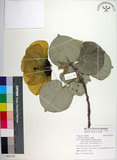 中文名:黃槿(S092119)學名:Hibiscus tiliaceus L.(S092119)英文名:Linden Hibiscus