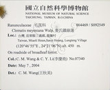 中文名:麥氏鐵線蓮(S092549)學名:Clematis meyeniana Walp.(S092549)