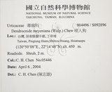 中文名:咬人狗(S092896)學名:Dendrocnide meyeniana (Walp.) Chew(S092896)英文名:Poisonous Woodnettle