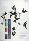 中文名:臺灣鐵線蓮(S094702)學名:Clematis formosana Kuntze(S094702)