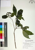 中文名:薄葉玉心花(S095532)學名:Tarenna gracilipes (Hayata) Ohwi(S095532)英文名:Thin-leaf Tarenna