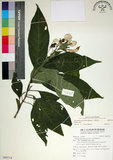 中文名:玉葉金花(S095714)學名:Mussaenda parviflora Matsum.(S095714)英文名:Mussaenda