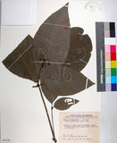 中文名:皮孫木(S099192)學名:Pisonia umbellifera (Forst.) Seem.(S099192)英文名:Malay Catchbird Tree