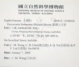 中文名:臺灣土沉香(S100416)學名:Excoecaria formosana (Hayata) Hayata(S100416)英文名:Formosan Excoecaria