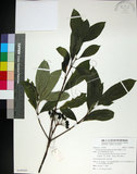 中文名:薄葉玉心花(S100445)學名:Tarenna gracilipes (Hayata) Ohwi(S100445)英文名:Thin-leaf Tarenna