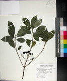 中文名:薄葉玉心花(S100482)學名:Tarenna gracilipes (Hayata) Ohwi(S100482)英文名:Thin-leaf Tarenna