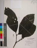 中文名:皮孫木(S101176)學名:Pisonia umbellifera (Forst.) Seem.(S101176)英文名:Malay Catchbird Tree