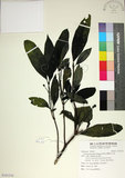 中文名:薄葉玉心花(S101216)學名:Tarenna gracilipes (Hayata) Ohwi(S101216)英文名:Thin-leaf Tarenna