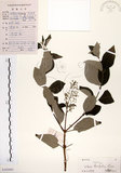 中文名:三葉蔓荊(S102683)學名:Vitex trifolia L.(S102683)