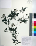 中文名:臺灣鐵線蓮(S103594)學名:Clematis formosana Kuntze(S103594)