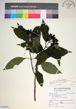 中文名:玉葉金花(S106889)學名:Mussaenda parviflora Matsum.(S106889)英文名:Mussaenda