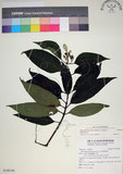 中文名:玉葉金花(S108749)學名:Mussaenda parviflora Matsum.(S108749)英文名:Mussaenda