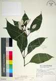 中文名:玉葉金花(S108763)學名:Mussaenda parviflora Matsum.(S108763)英文名:Mussaenda