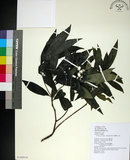 中文名:薄葉玉心花(S108910)學名:Tarenna gracilipes (Hayata) Ohwi(S108910)英文名:Thin-leaf Tarenna
