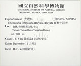 中文名:臺灣土沉香(S109156)學名:Excoecaria formosana (Hayata) Hayata(S109156)英文名:Formosan Excoecaria