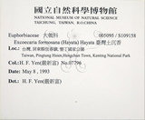 中文名:臺灣土沉香(S109158)學名:Excoecaria formosana (Hayata) Hayata(S109158)英文名:Formosan Excoecaria