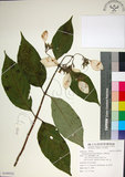 中文名:玉葉金花(S109522)學名:Mussaenda parviflora Matsum.(S109522)英文名:Mussaenda