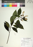 中文名:玉葉金花(S109558)學名:Mussaenda parviflora Matsum.(S109558)英文名:Mussaenda