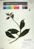 中文名:玉葉金花(S109586)學名:Mussaenda parviflora Matsum.(S109586)英文名:Mussaenda