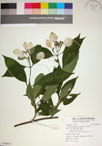 中文名:玉葉金花(S109615)學名:Mussaenda parviflora Matsum.(S109615)英文名:Mussaenda