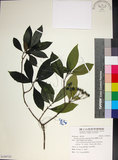 中文名:薄葉玉心花(S109725)學名:Tarenna gracilipes (Hayata) Ohwi(S109725)英文名:Thin-leaf Tarenna