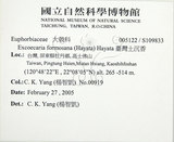 中文名:臺灣土沉香(S109833)學名:Excoecaria formosana (Hayata) Hayata(S109833)英文名:Formosan Excoecaria