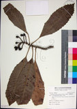 中文名:山枇杷(S112777)學名:Eriobotrya deflexa (Hemsl.) Nakai(S112777)中文別名:臺灣枇杷英文名:Taiwan Loquat