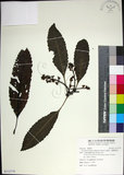 中文名:山枇杷(S112778)學名:Eriobotrya deflexa (Hemsl.) Nakai(S112778)中文別名:臺灣枇杷英文名:Taiwan Loquat