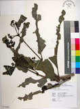 中文名:皮孫木(S114891)學名:Pisonia umbellifera (Forst.) Seem.(S114891)英文名:Malay Catchbird Tree