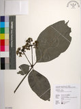 中文名:皮孫木(S114984)學名:Pisonia umbellifera (Forst.) Seem.(S114984)英文名:Malay Catchbird Tree