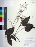 中文名:厚葉鐵線蓮(S115477)學名:Clematis crassifolia Benth.(S115477)