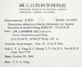 中文名:球果杜英(S115693)學名:Elaeocarpus sphaericus (Gaertn.) Schumann var. hayatae (Kanehira & Sasaki) Chang(S115693)中文別名:早田氏杜英英文名:Hayata Elaeocarpus