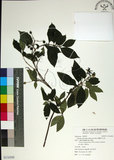 中文名:薄葉玉心花(S116509)學名:Tarenna gracilipes (Hayata) Ohwi(S116509)英文名:Thin-leaf Tarenna