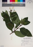 中文名:玉葉金花(S118733)學名:Mussaenda parviflora Matsum.(S118733)英文名:Mussaenda