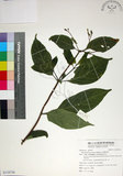 中文名:玉葉金花(S118734)學名:Mussaenda parviflora Matsum.(S118734)英文名:Mussaenda