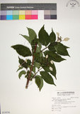 中文名:玉葉金花(S118738)學名:Mussaenda parviflora Matsum.(S118738)英文名:Mussaenda