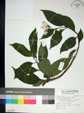 中文名:玉葉金花(S118739)學名:Mussaenda parviflora Matsum.(S118739)英文名:Mussaenda