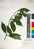 中文名:玉葉金花(S118743)學名:Mussaenda parviflora Matsum.(S118743)英文名:Mussaenda