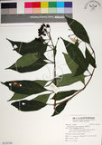 中文名:玉葉金花(S118744)學名:Mussaenda parviflora Matsum.(S118744)英文名:Mussaenda
