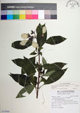 中文名:玉葉金花(S119408)學名:Mussaenda parviflora Matsum.(S119408)英文名:Mussaenda