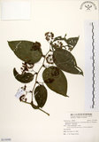 中文名:糙莖菝契(S119599)學名:Smilax bracteata C. Presl var. verruculosa (Merr.) T. Koyama(S119599)中文別名:疣枝菝契英文名:Verrucose Greenbrier拉丁同物異名:Smilax bracteata Presl subsp. verruculosa (Merr.) T. Koyama