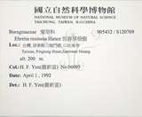 中文名:恆春厚殼樹(S120769)學名:Ehretia resinosa Hance(S120769)英文名:Naves ehretia, Formosa Ehretia