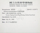 中文名:恆春厚殼樹(S120771)學名:Ehretia resinosa Hance(S120771)英文名:Naves ehretia, Formosa Ehretia