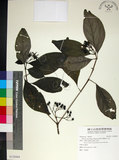 中文名:薄葉玉心花(S120968)學名:Tarenna gracilipes (Hayata) Ohwi(S120968)英文名:Thin-leaf Tarenna