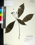 中文名:薄葉玉心花(S120969)學名:Tarenna gracilipes (Hayata) Ohwi(S120969)英文名:Thin-leaf Tarenna