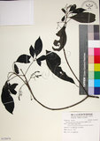 中文名:薄葉玉心花(S120970)學名:Tarenna gracilipes (Hayata) Ohwi(S120970)英文名:Thin-leaf Tarenna